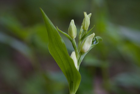 Okrotice bílá - Cephalanthera damasonium C4 (1)