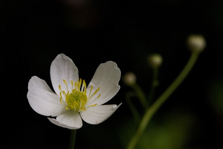 Pryskyřník platanolistý - Ranunculus platanifolius C4 (1)