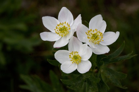 Sasanka narcisokvětá, větrnice narcisokvětá - Anemonastrum narcissiflorum C1 (1)