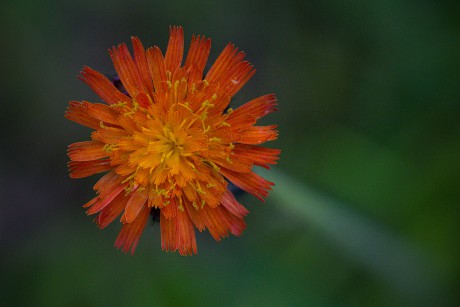 Chlupáček oranžový - Pilosella aurantiaca C3 (1)