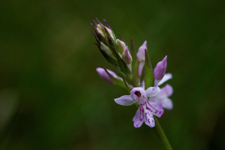 Prstnatec Fuchsův - Dactylorhiza fuchsii C4 (1)