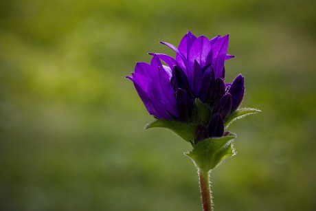 Zvonek klubkatý - Campanula glomerata (1)