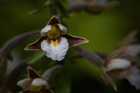 Kruštík bahenní - Epipactis palustris C2 (1)