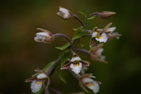 Kruštík bahenní - Epipactis palustris C2 (2)