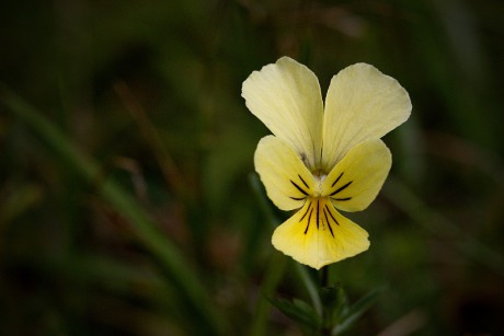 Violka žlutá sudetská - Viola lutea subsp. sudetica C2 (1)