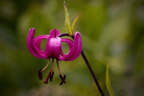 Lilie zlatohlavá - Lilium martagon C4 (4)
