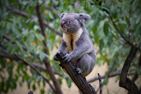 204 Koala medvídkovitý