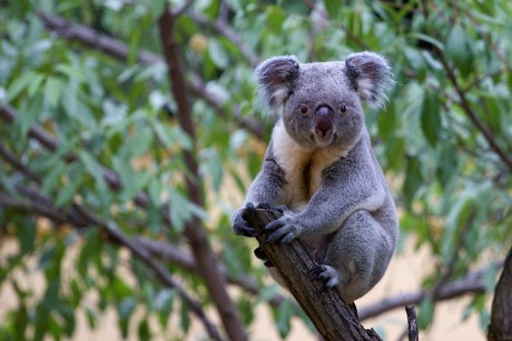 205 Koala medvídkovitý