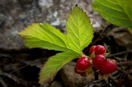 Ostružiník skalní - Rubus saxatilis C3 (2)