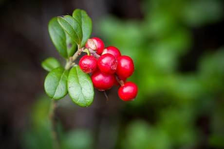 Brusnice brusinka - Vaccinium vitis-idaea (2)