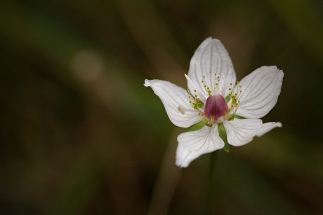 Tolije bahenní - Parnassia palustris C2 (1)