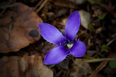 Hořec brvitý - Gentianopsis ciliata C3 (1)