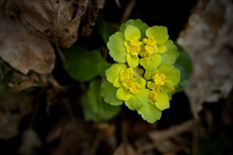 Mokrýš střídavolistý - Chrysosplenium alternifolium (2)