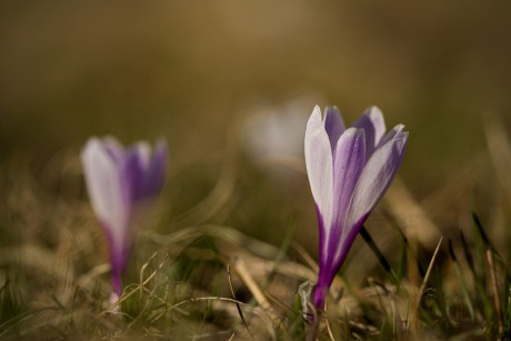 Šafrán bělokvětý - Crocus vernus C2 (06)