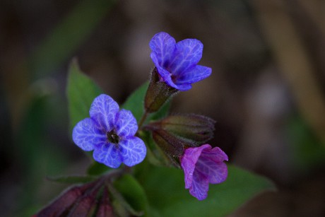 Plicník tmavý - Pulmonaria obscura (1)