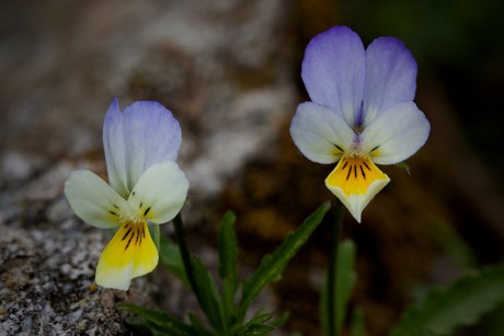 Violka trojbarevná - Viola tricolor C3 (1)
