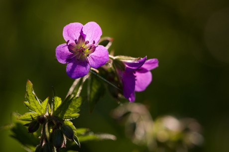 Kakost lesní - Geranium sylvaticum (5)