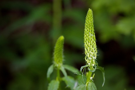 Zvonečník klasnatý - Phyteuma spicatum (1)