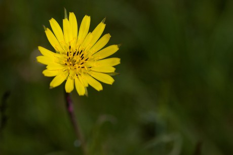 Kozí brada luční - Tragopogon pratensis (1)