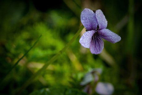Violka bahenní - Viola palustris (1)