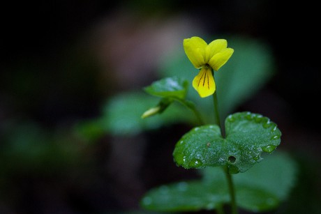 Violka dvoukvětá - Viola biflora C4 (1)