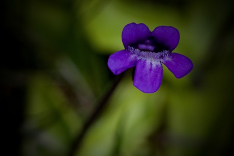 Tučnice obecná - Pinguicula vulgaris C2 (3)