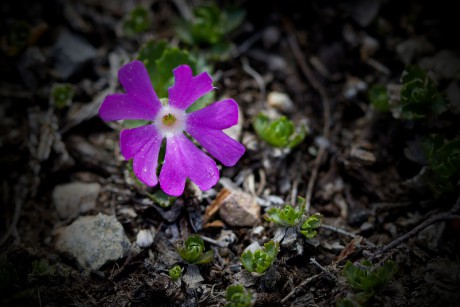 Prvosenka nejmenší - Primula minima C1 (2)