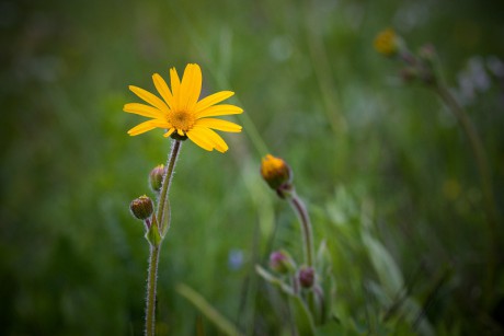 Prha arnika, prha chlumní - Arnica montana C3 (1)