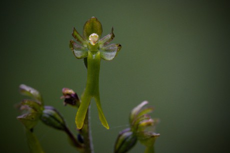 Bradáček vejčitý - Listera ovata C4 (2)