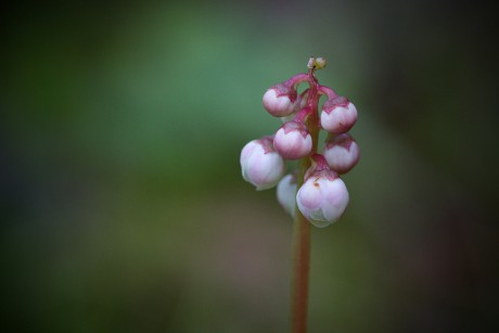 Hruštička menší - Pyrola minor C3 (2)