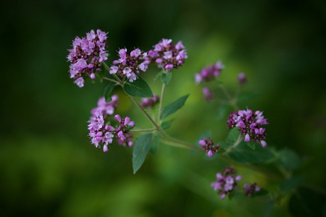 Dobromysl obecná - Origanum vulgare (1)