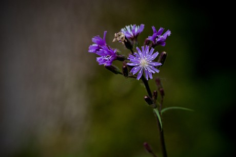 Mléčivec alpský - Cicerbita alpina C4 (1)