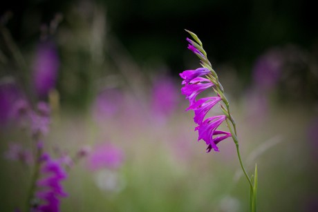 Mečík střechovitý - Gladiolus imbricatus C2 (1)