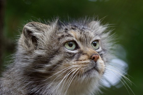 219 Manul