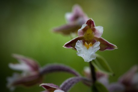 Kruštík bahenní - Epipactis palustris C2 (3)