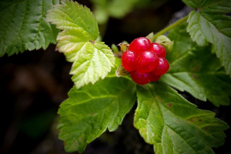 Ostružiník skalní - Rubus saxatilis C3 (4)