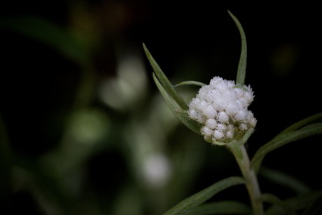 Plesnivka perlová - Anaphalis margaritacea (1)