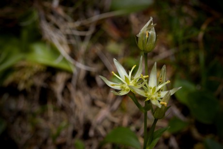 Kropenáč vytrvalý - Swertia perennis C2 (2)