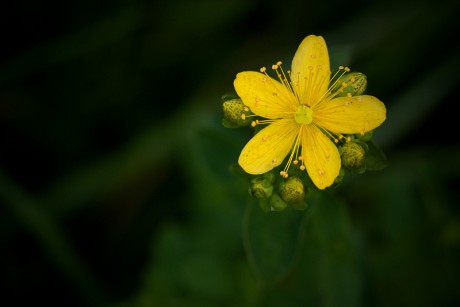 Třezalka skvrnitá - Hypericum maculatum (1)