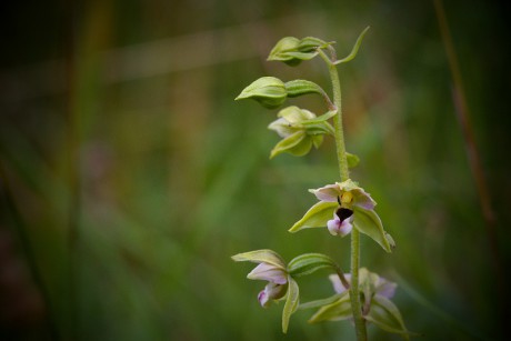 Kruštík širolistý - Epipactis helleborine C4 (1)