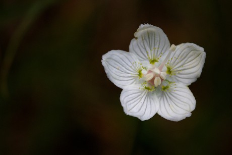 Tolije bahenní - Parnassia palustris C2 (2)