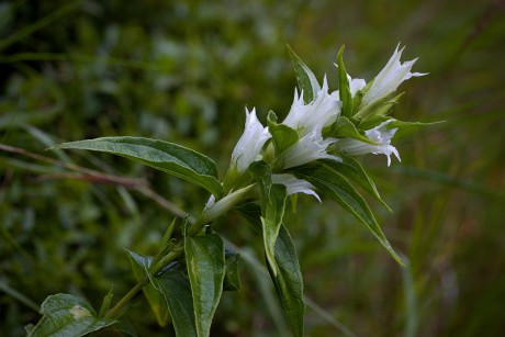 Hořec tolitovitý - Gentiana asclepiadea C3 (3)