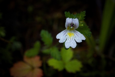 Světlík lékařský - Euphrasia officinalis (1)