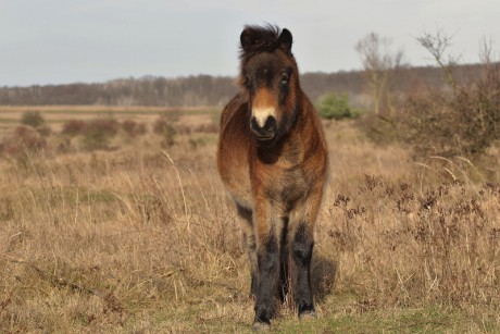 22 Divoký kůň - Exmoorský kůň