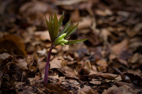 Kyčelnice devítilistá - Dentaria enneaphyllos C3 (1)