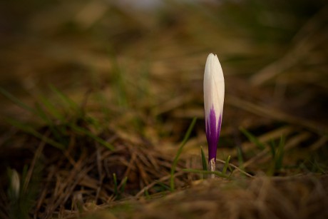 Šafrán bělokvětý - Crocus vernus C2 (09)