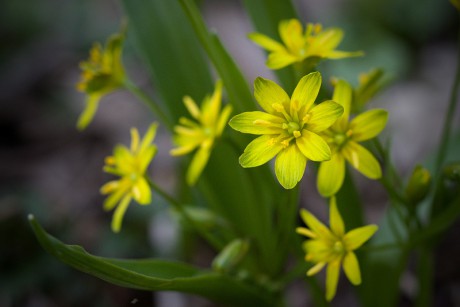 Křivatec žlutý - Gagea lutea (1)