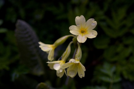 Prvosenka vyšší - Primula elatior (1)