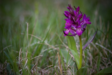 Prstnatec bezový - Dactylorhiza sambucina C2 (07)