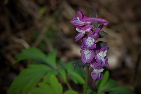 Dymnivka dutá - Corydalis cava (1)